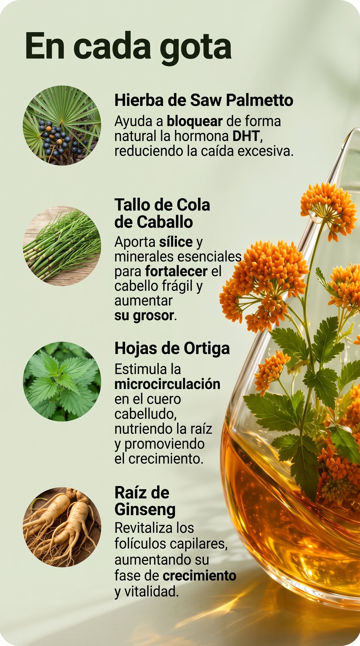 Lymphoria™ — Gotas Naturales para el Drenaje y la Ligereza
